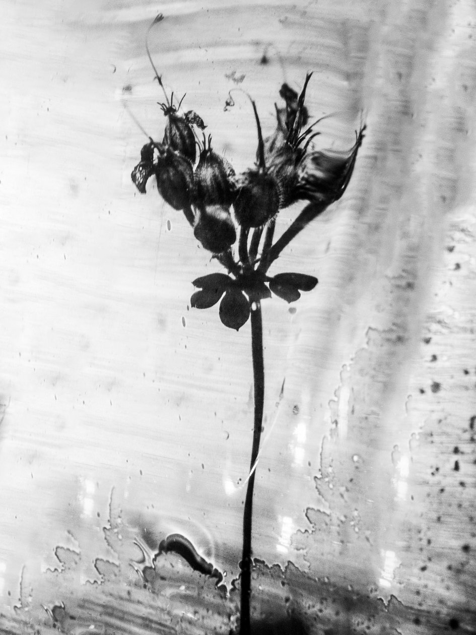 Entre as Flores 14, 2021 (foto p/b) de Teis Albers
