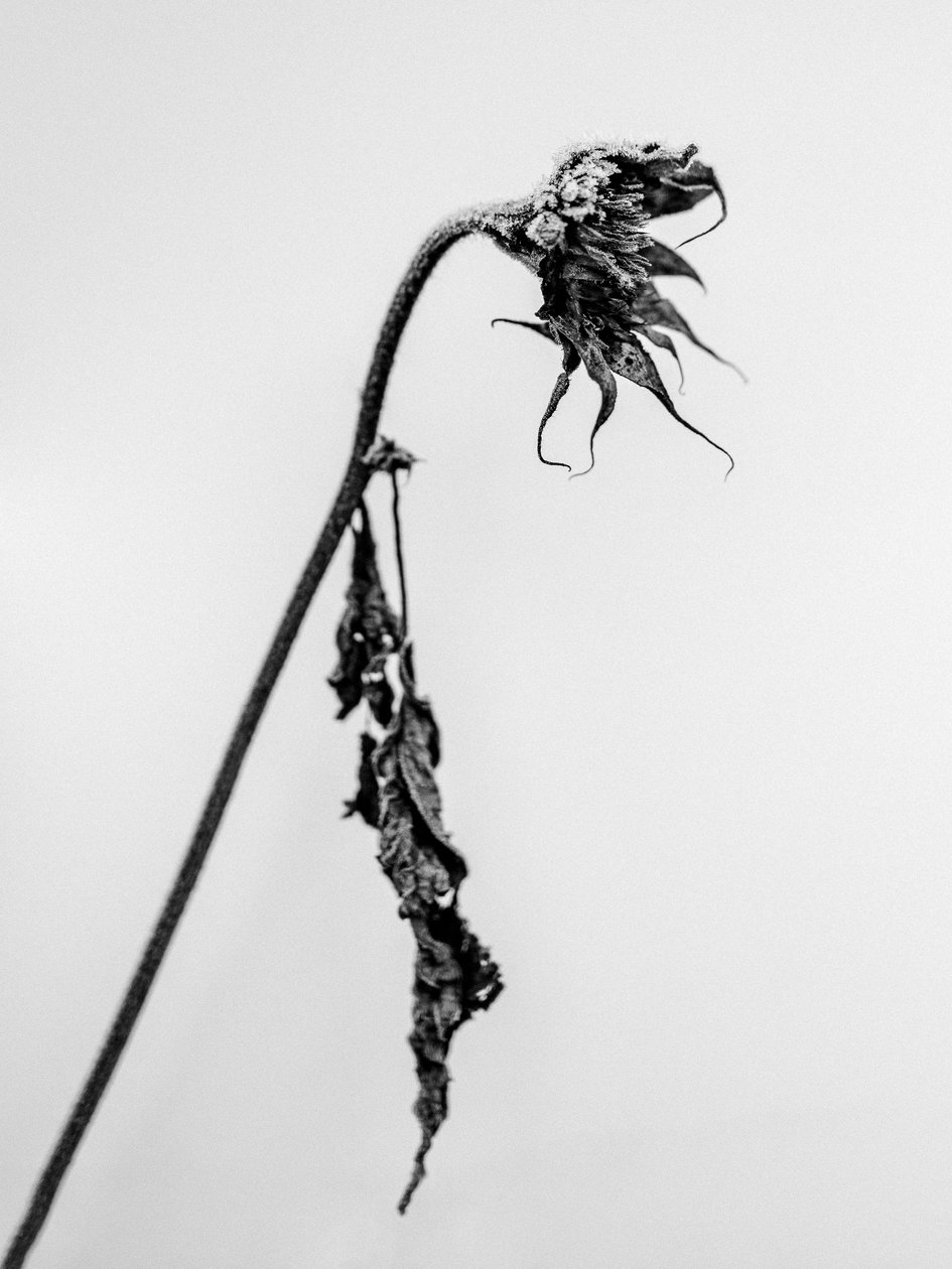 Em meio às flores 15, 2021 (foto p/b) de Teis Albers