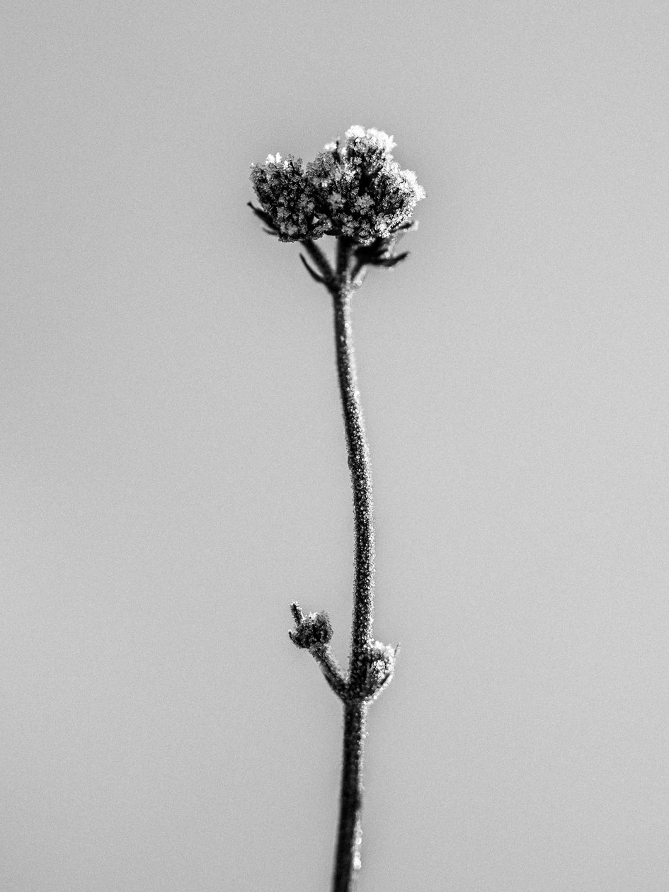 Entre as Flores 16, 2021 (foto a p/b) de Teis Albers