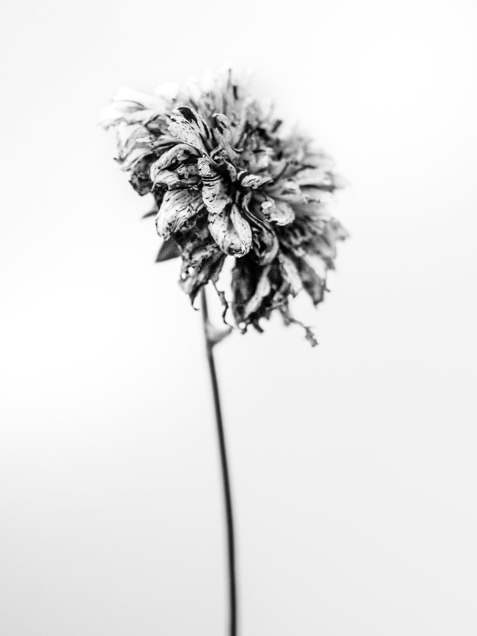 Em meio às flores 17, 2021 (foto p/b) de Teis Albers