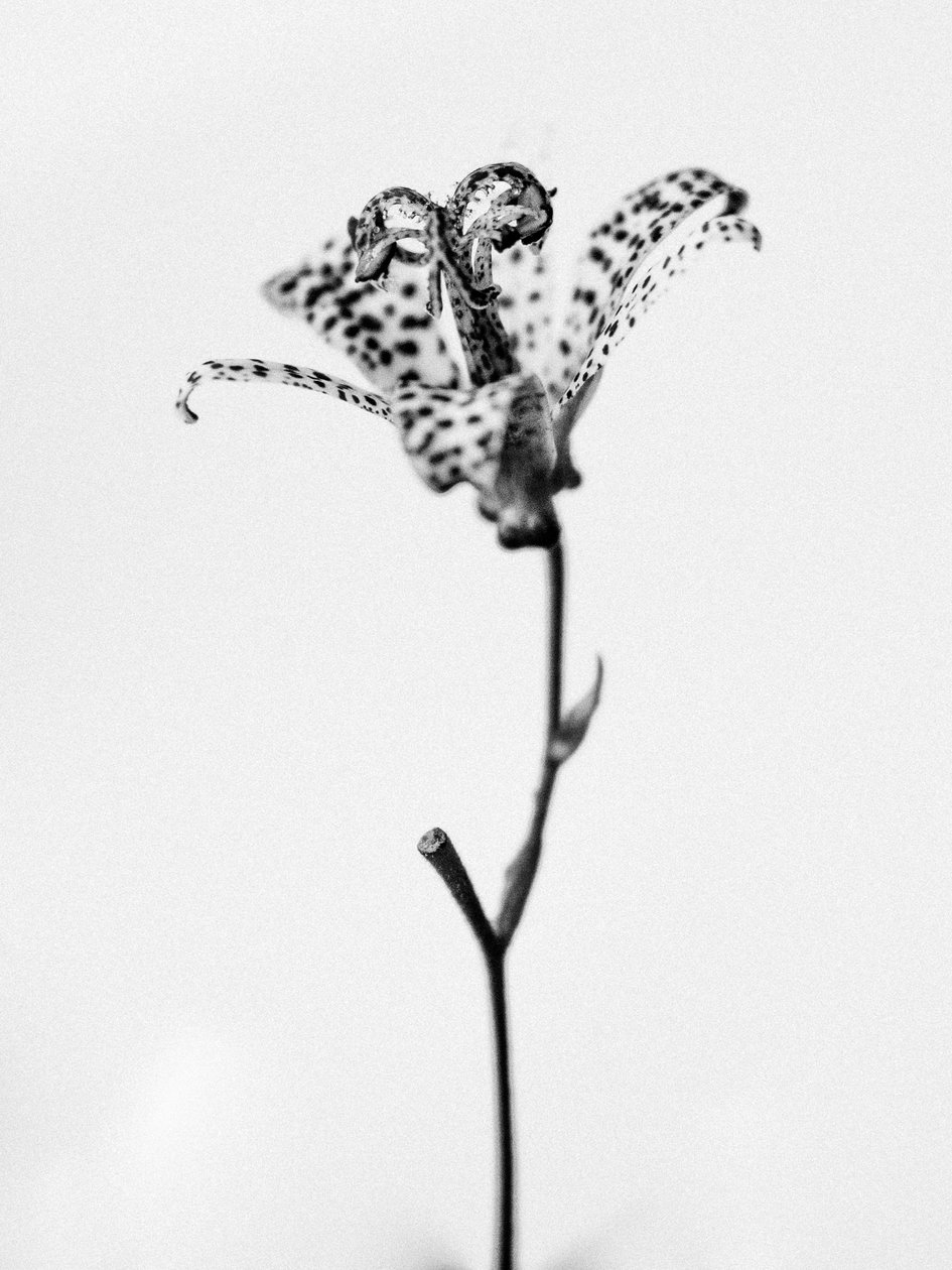 Em meio às flores 18, 2021 (foto p/b) de Teis Albers