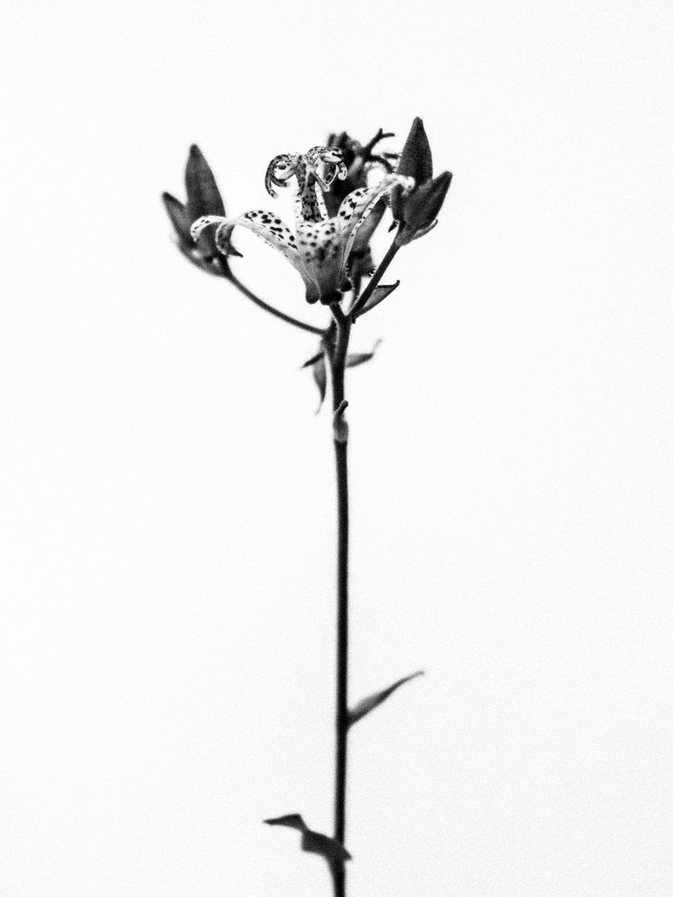 Em meio às flores 19, 2021 (foto p/b) de Teis Albers