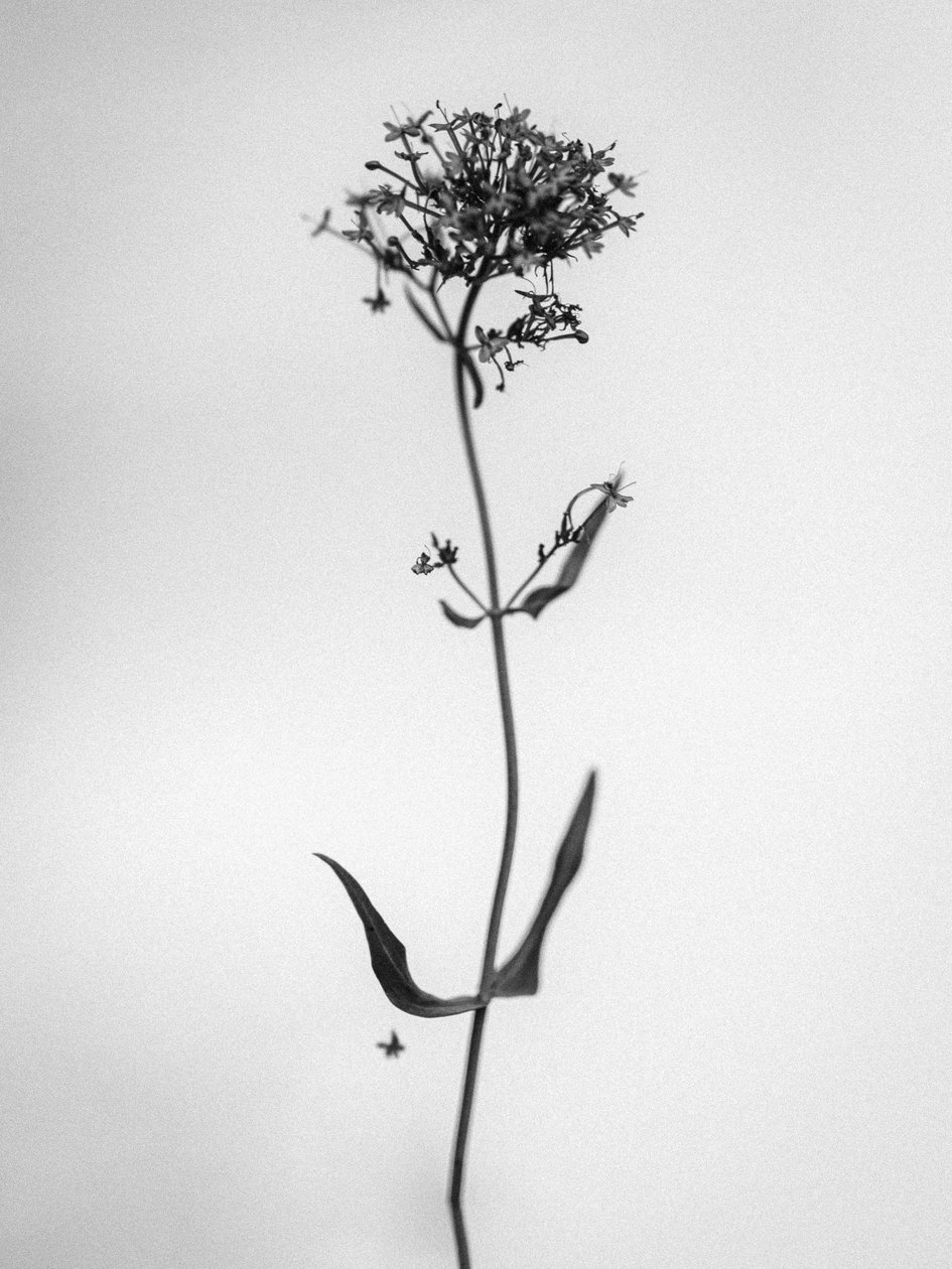 Entre as Flores 21, 2021 (foto a p/b) de Teis Albers