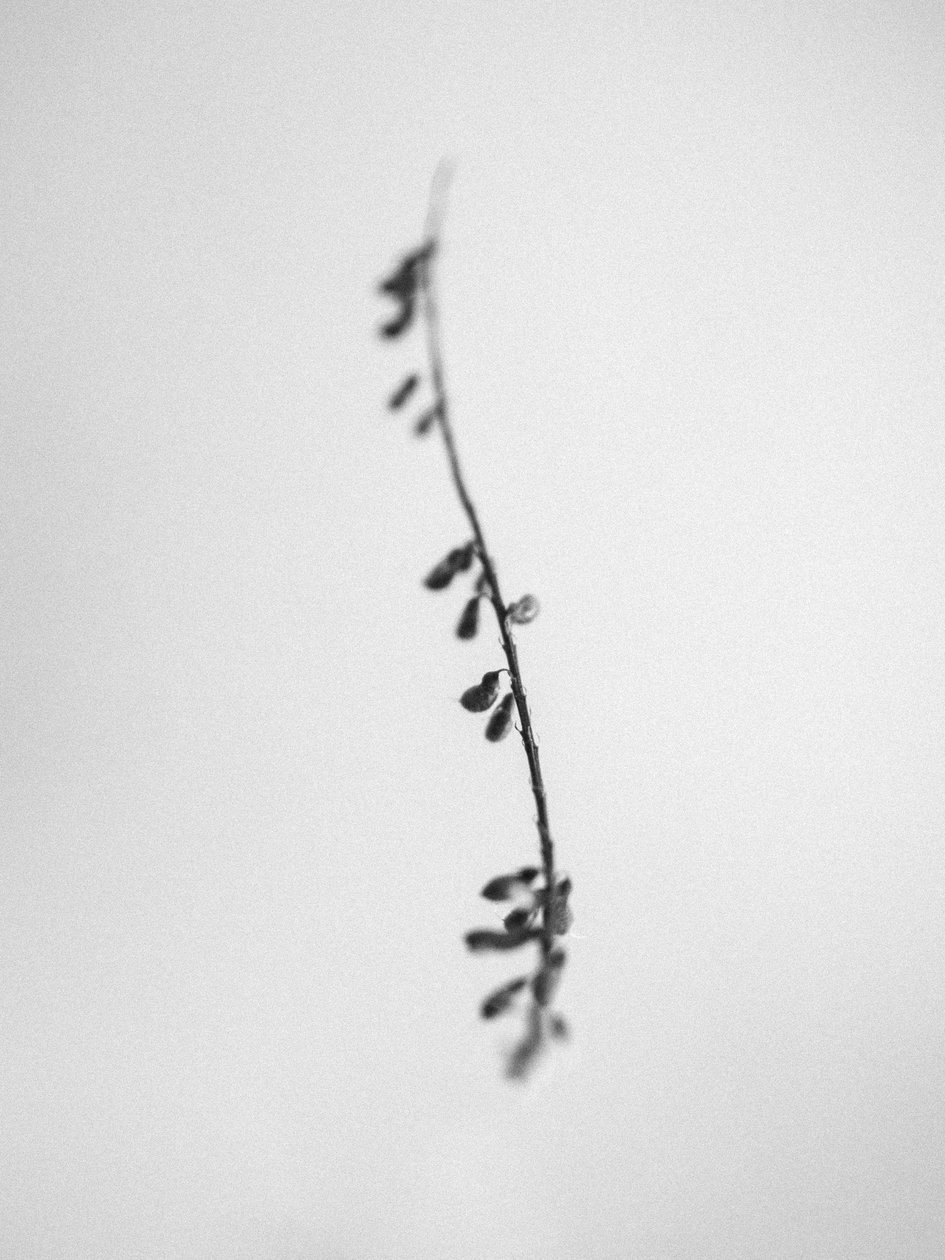 Entre as Flores 22, 2021 (foto p/b) de Teis Albers