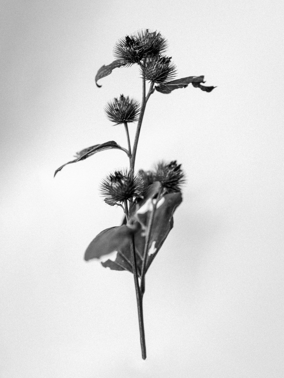 Entre as Flores 23, 2021 (foto a p/b) de Teis Albers