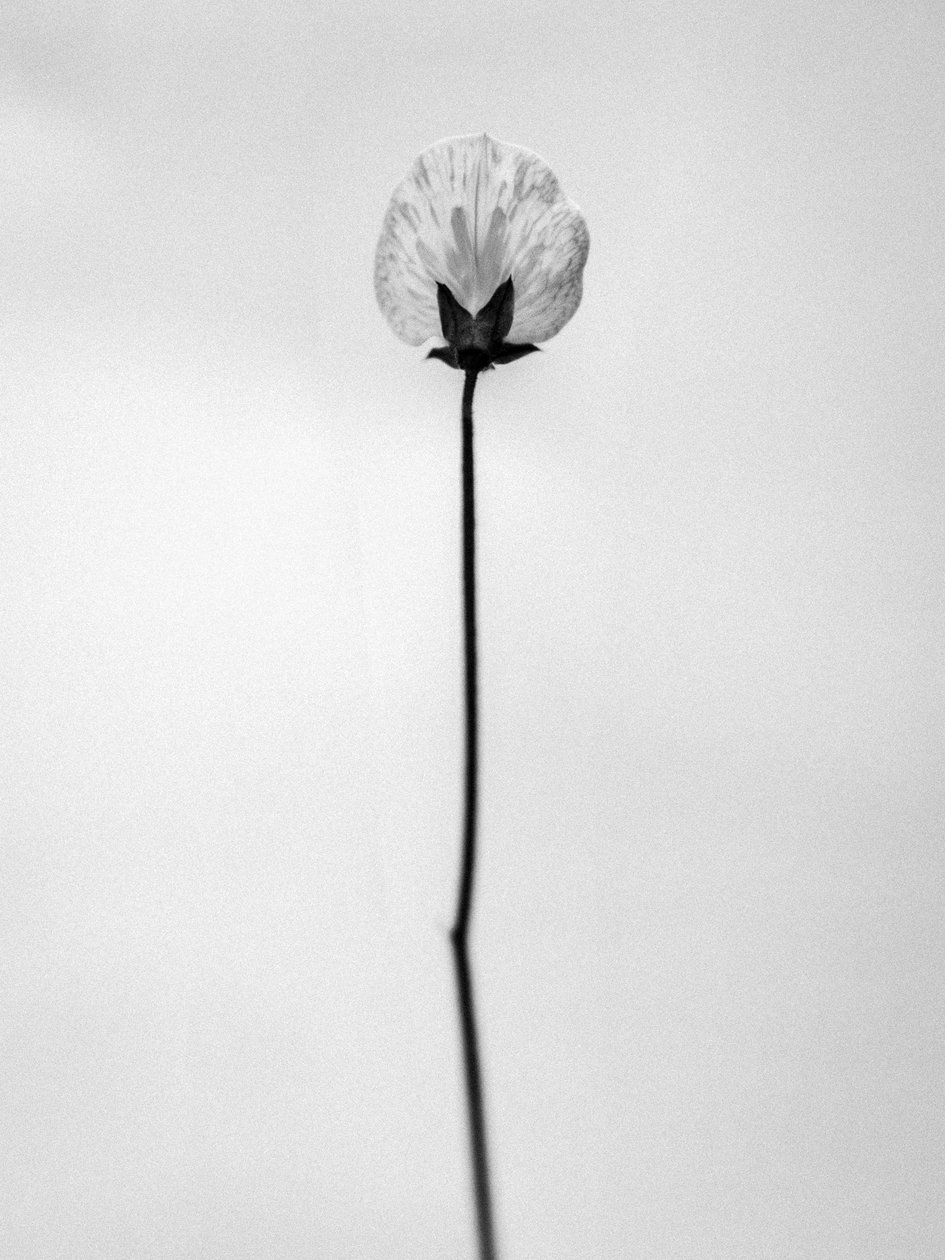 Entre as Flores 26, 2021 (foto a p/b) de Teis Albers
