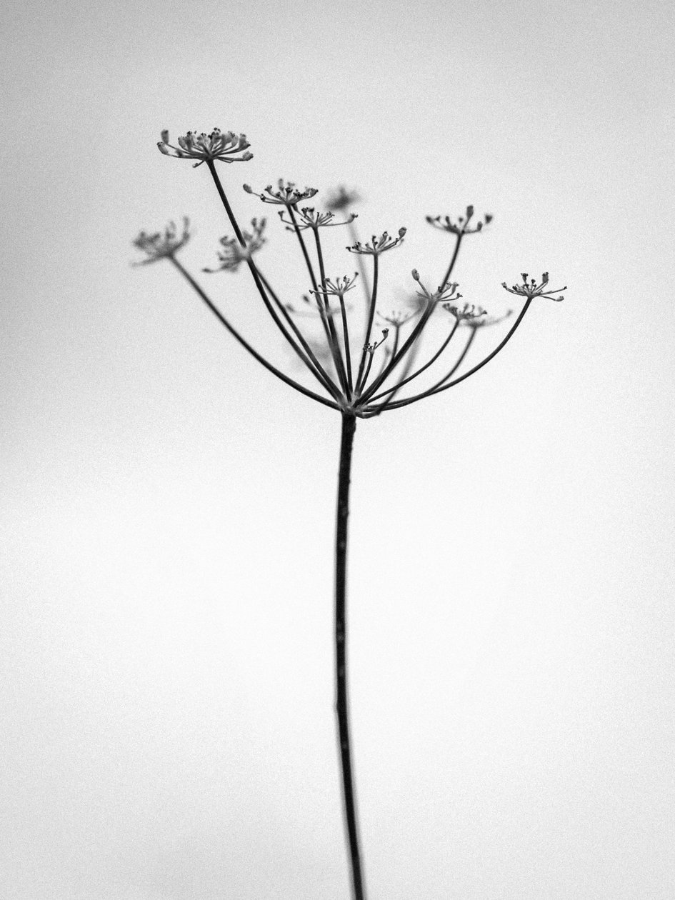 Entre as Flores 29, 2021 (foto a p/b) de Teis Albers