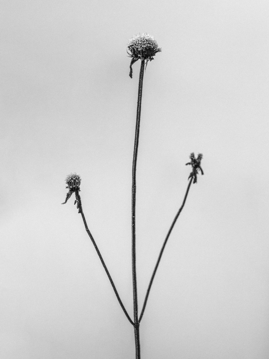 Entre as Flores 2, 2021 (foto p/b) de Teis Albers