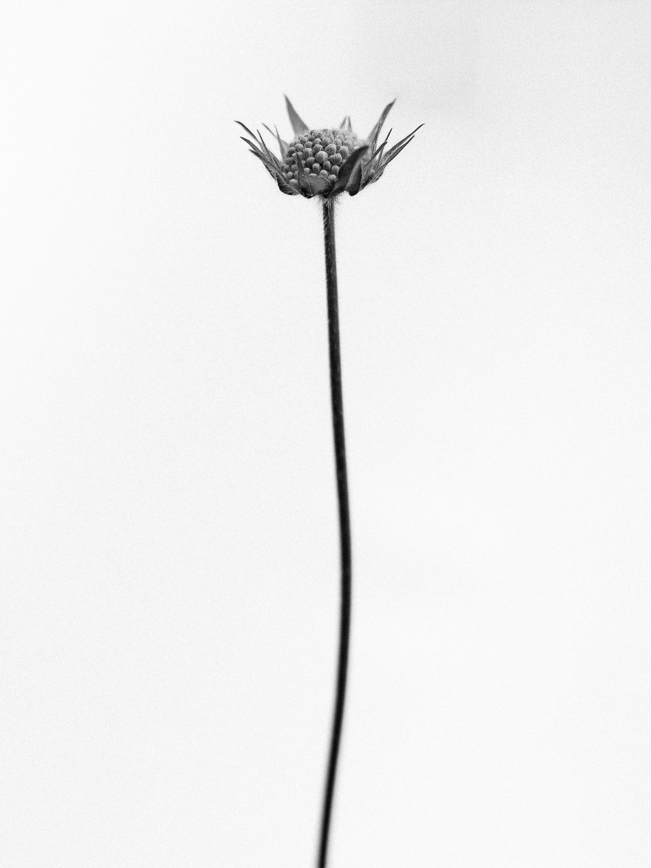 Entre as Flores 33, 2021 (foto p/b) de Teis Albers