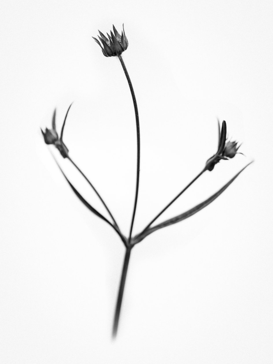 Entre as Flores 34, 2021 (foto a p/b) de Teis Albers