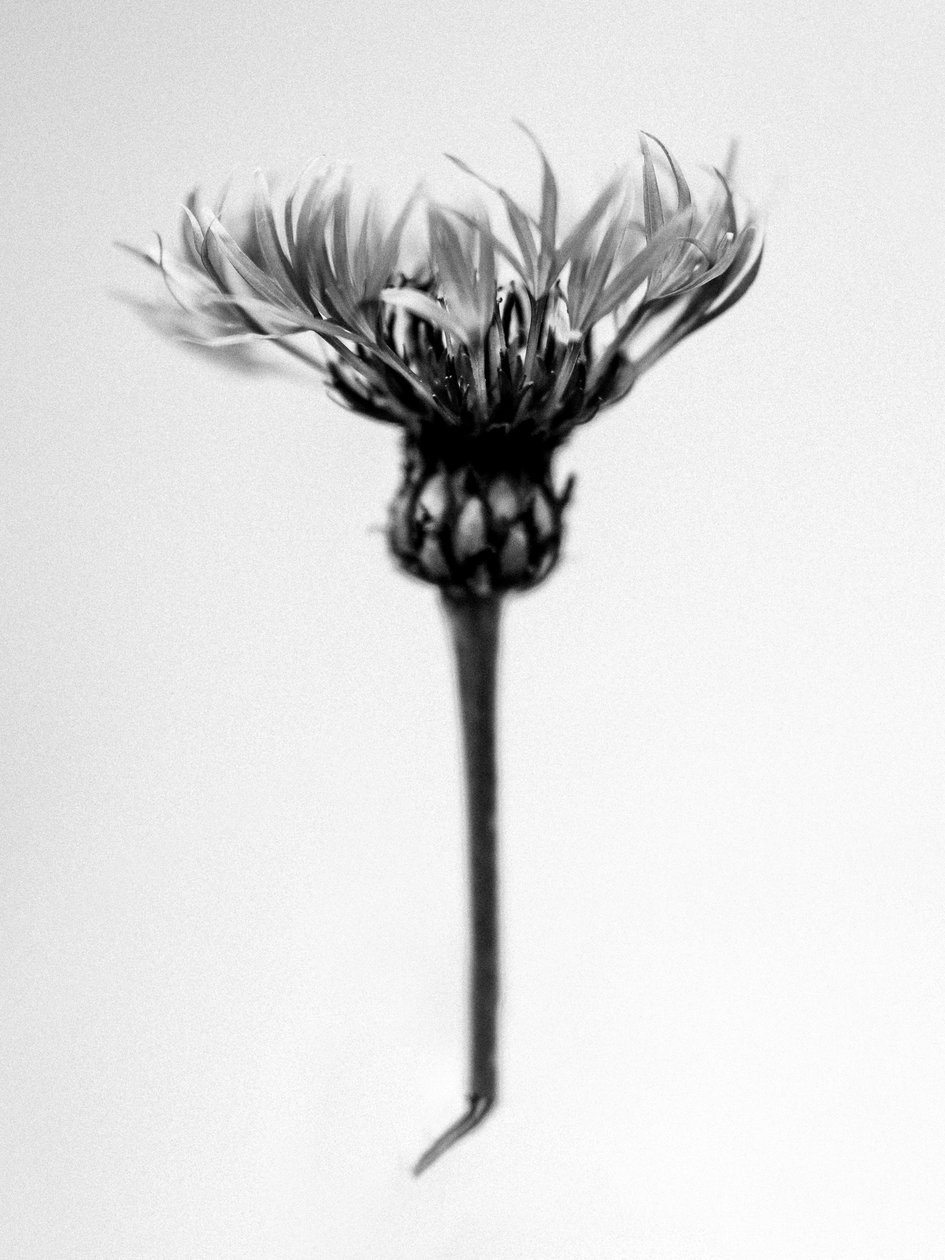 Entre as Flores 37, 2021 (foto p/b) de Teis Albers