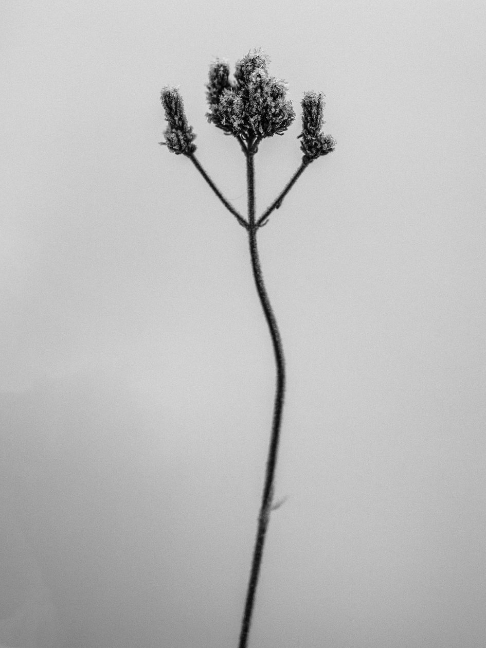 Entre as Flores 3, 2021 (foto a p/b) de Teis Albers