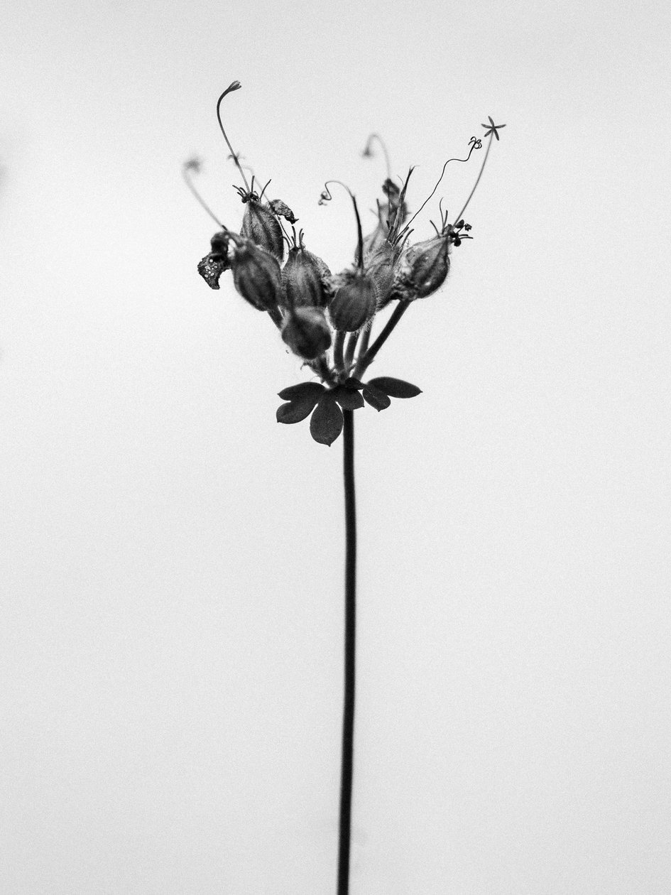 Entre as Flores 42, 2021 (foto a p/b) de Teis Albers