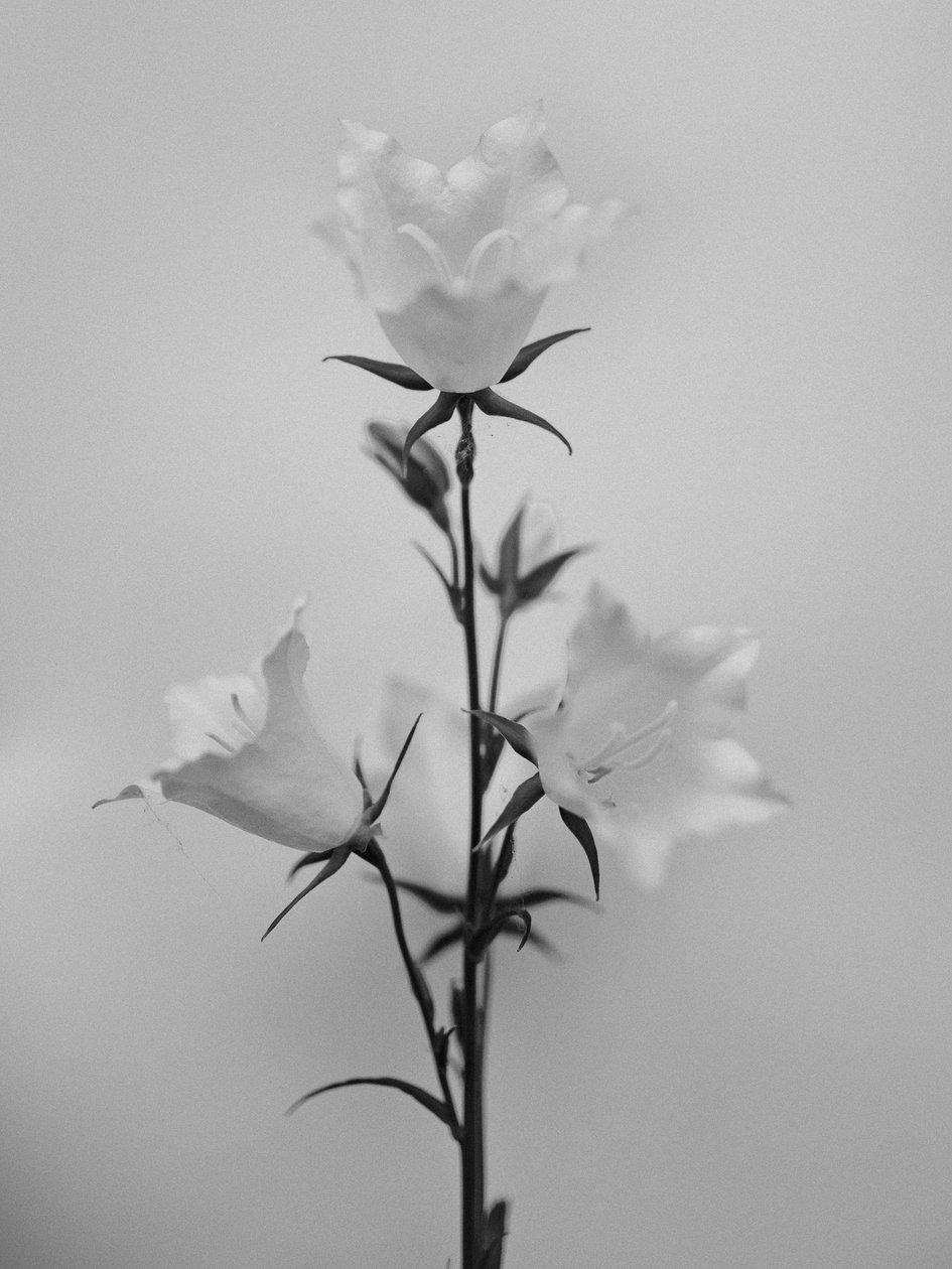 Entre as Flores 43, 2021 (foto p/b) de Teis Albers