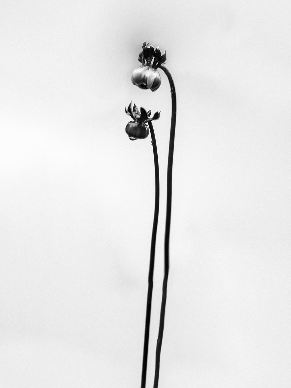 Entre as Flores 49, 2021 (foto p/b) de Teis Albers