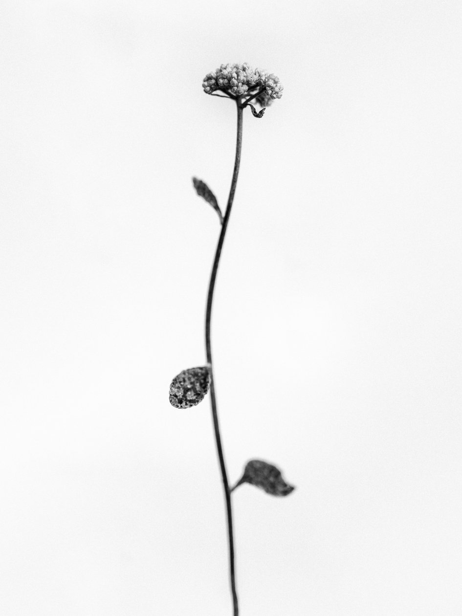 Entre as Flores 50, 2021 (foto a p/b) de Teis Albers