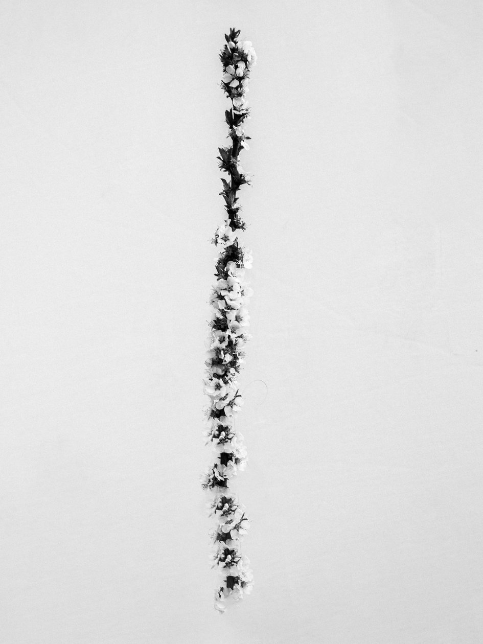 Entre as Flores 58, 2021 (foto p/b) de Teis Albers