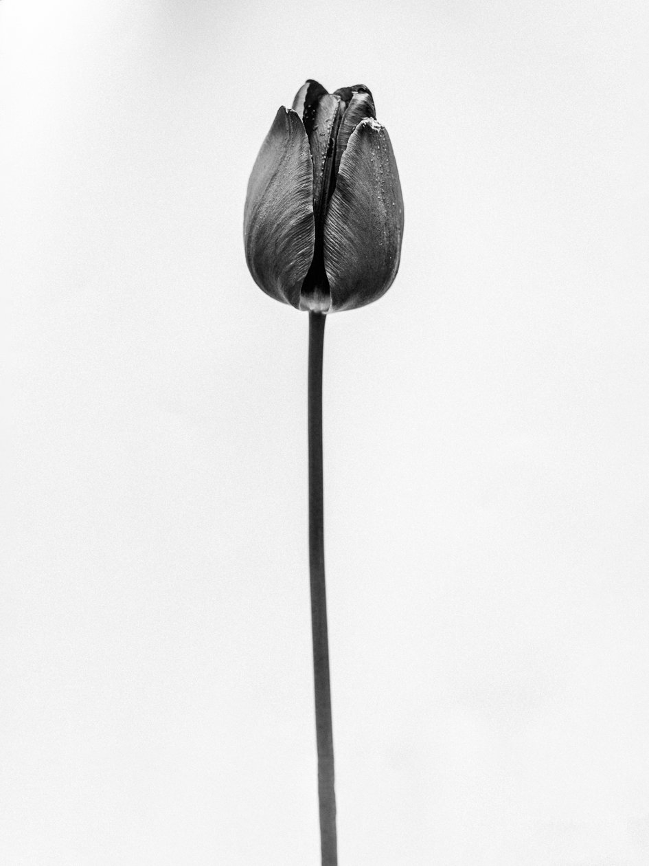Entre as Flores 63, 2021 (foto p/b) de Teis Albers
