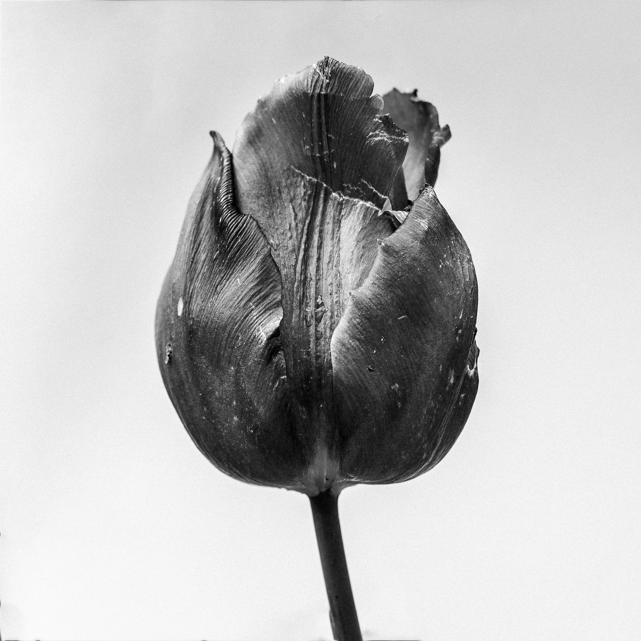 Entre as Flores 64, 2021 (foto a p/b) de Teis Albers
