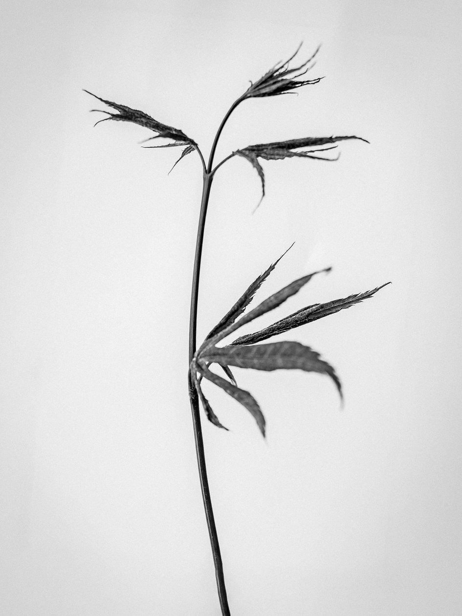Entre as Flores 65, 2021 (foto a p/b) de Teis Albers