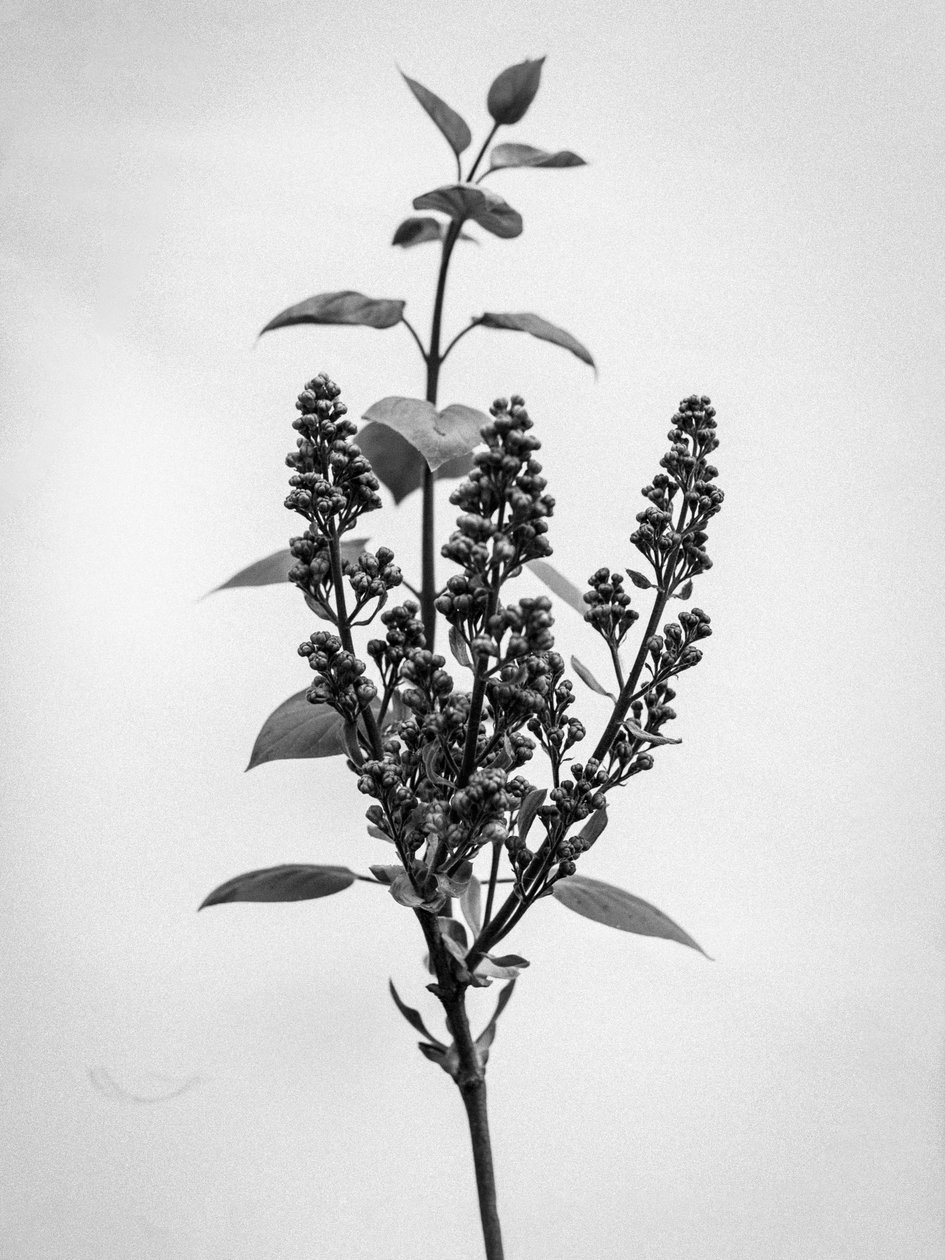 Entre as Flores 66, 2021 (foto p/b) de Teis Albers