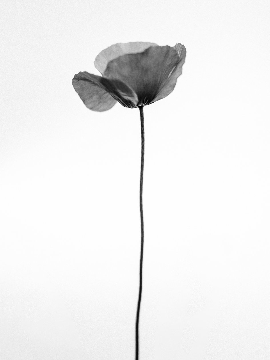Entre as Flores 68, 2021 (foto p/b) de Teis Albers