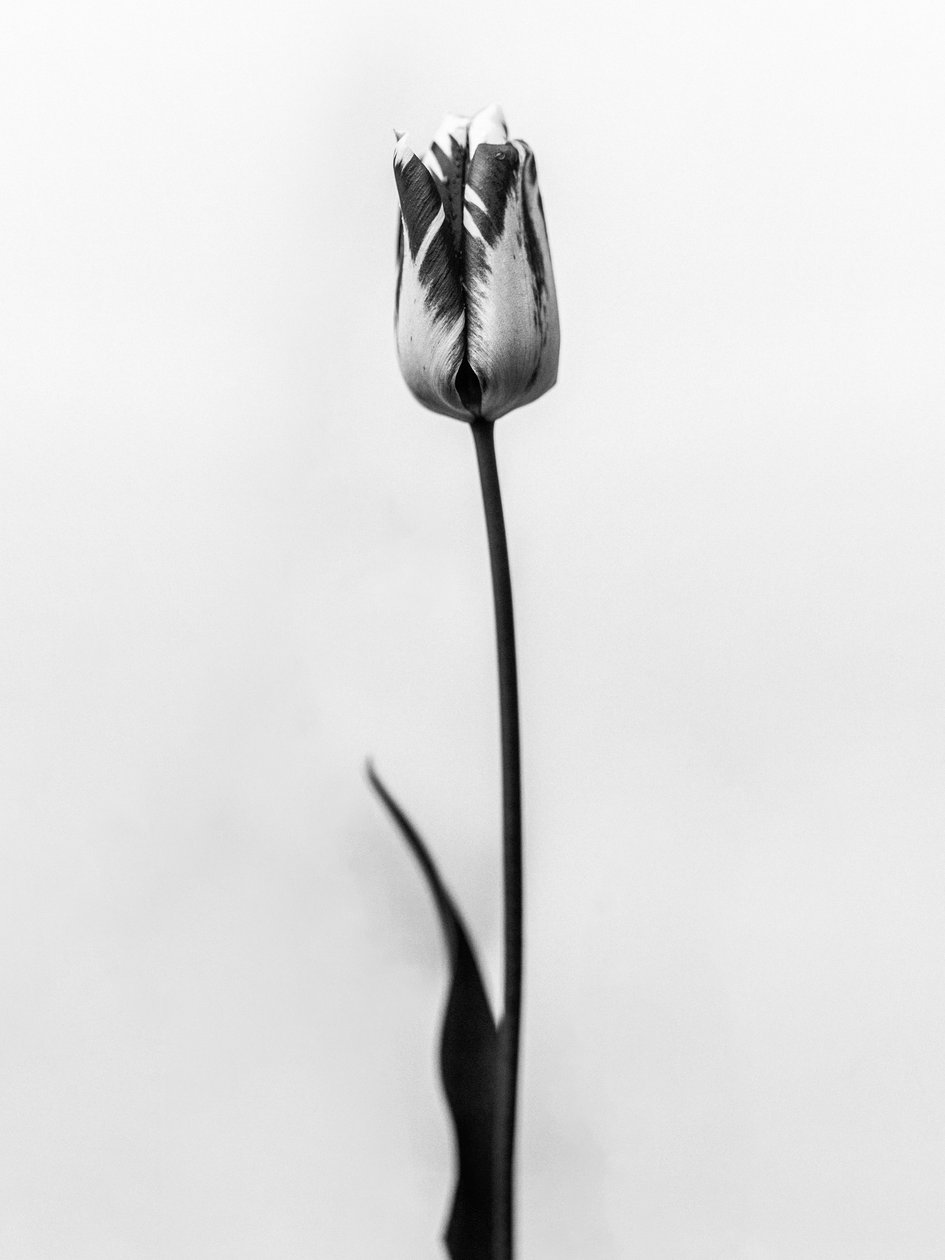 Entre as Flores 70, 2021 (foto a p/b) de Teis Albers