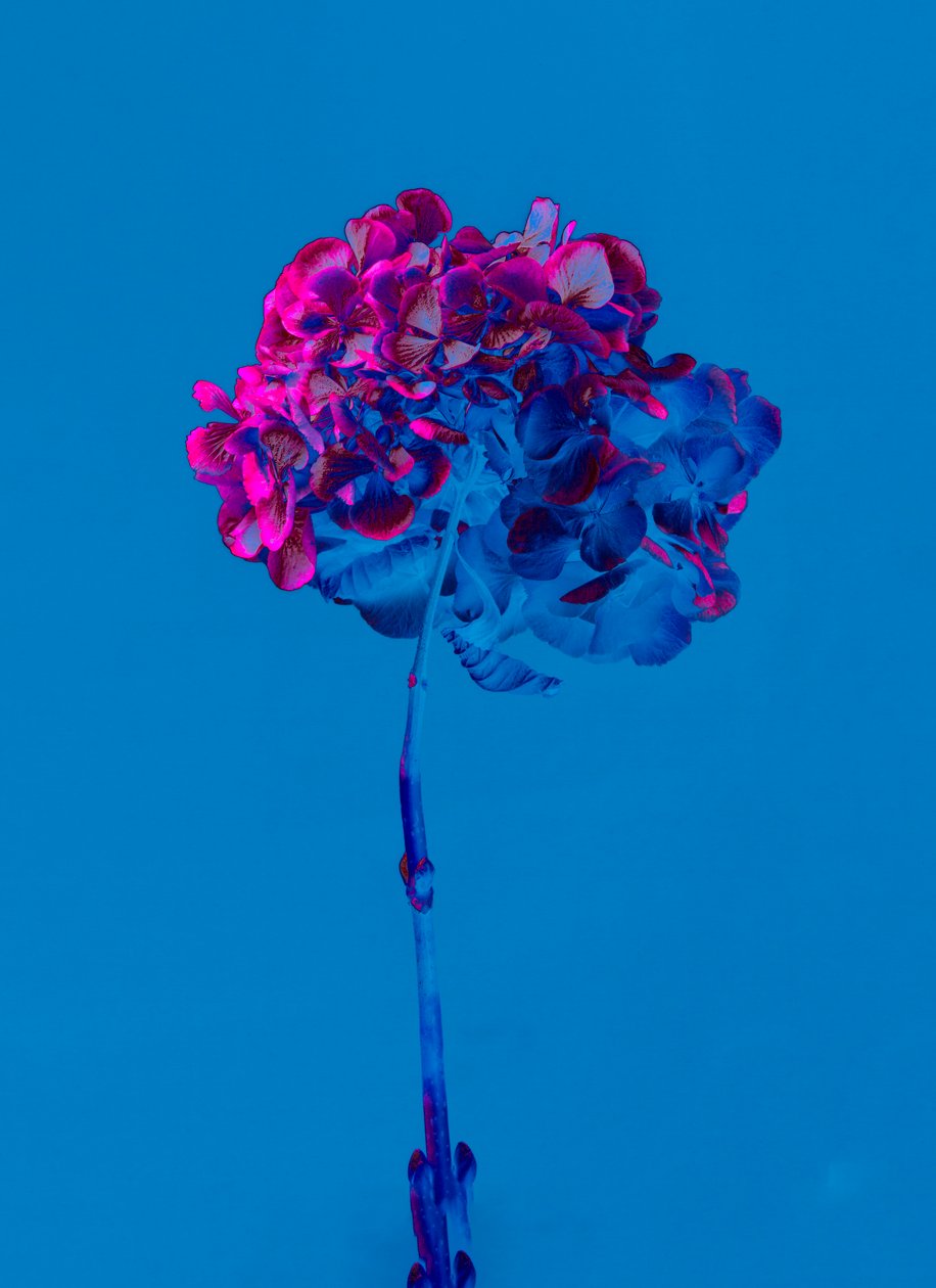 Hydrangea 2, 2019 (foto) de Teis Albers