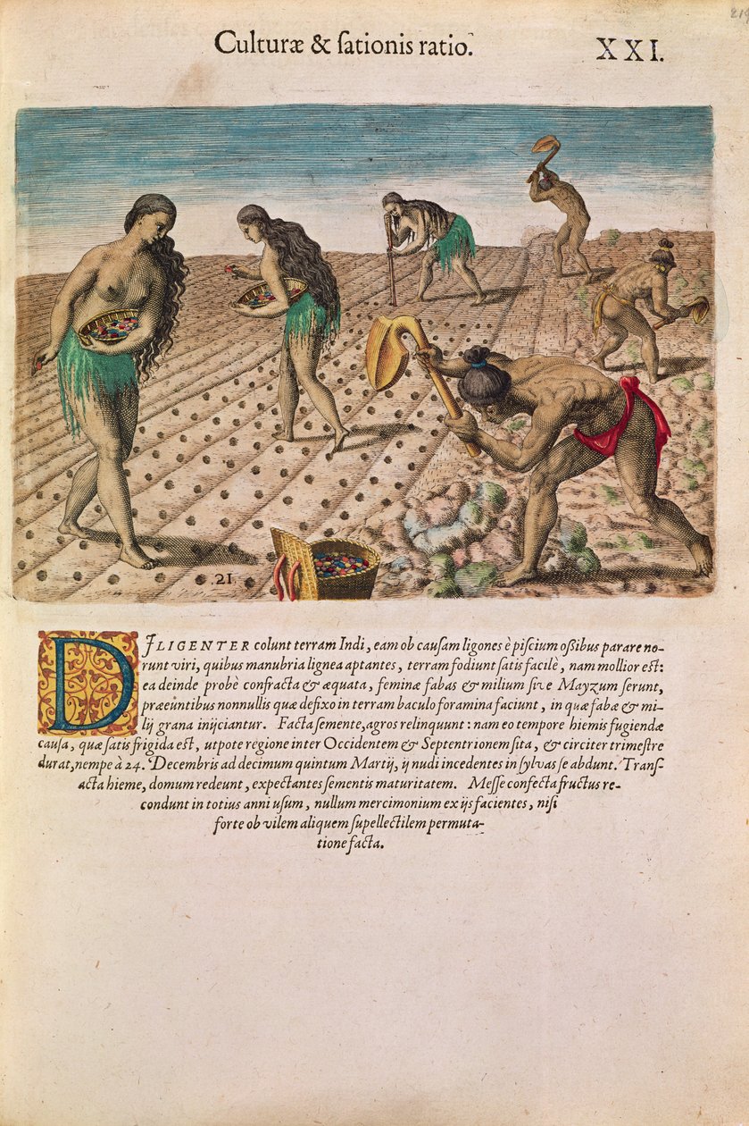 Índios da Flórida plantando milho, de &39;Brevis Narratio ...&39;, publicado por Theodore de Bry, 1591 (ver também 111671) de after Le Moyne, J.Bry