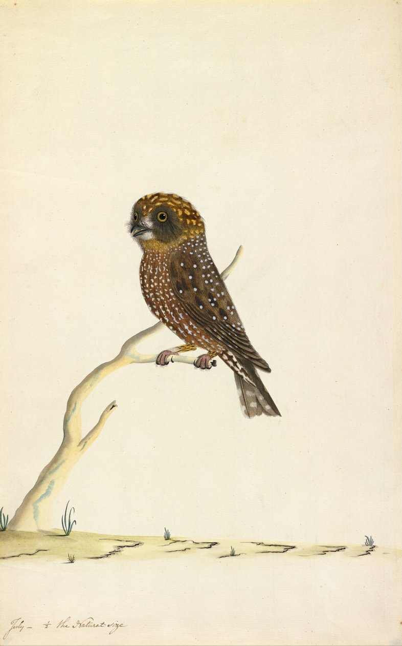 Boobook coruja de The Sydney Bird Painter