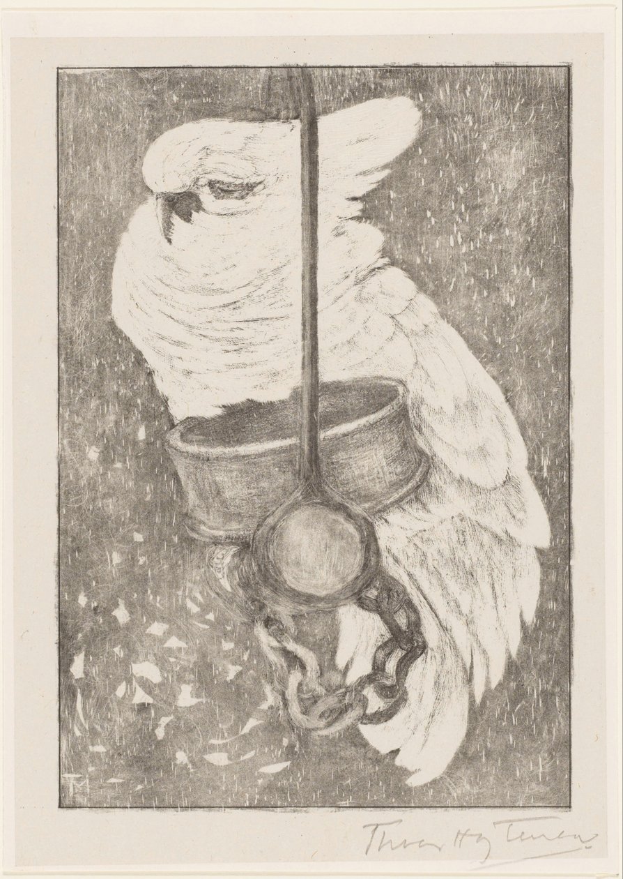 cacatua branca de Theo van Hoytema (signed by artist)