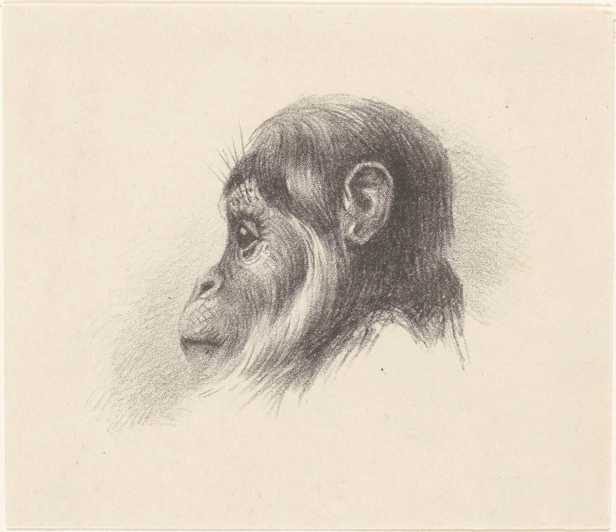 Cabeça de macaco de Theo van Hoytema