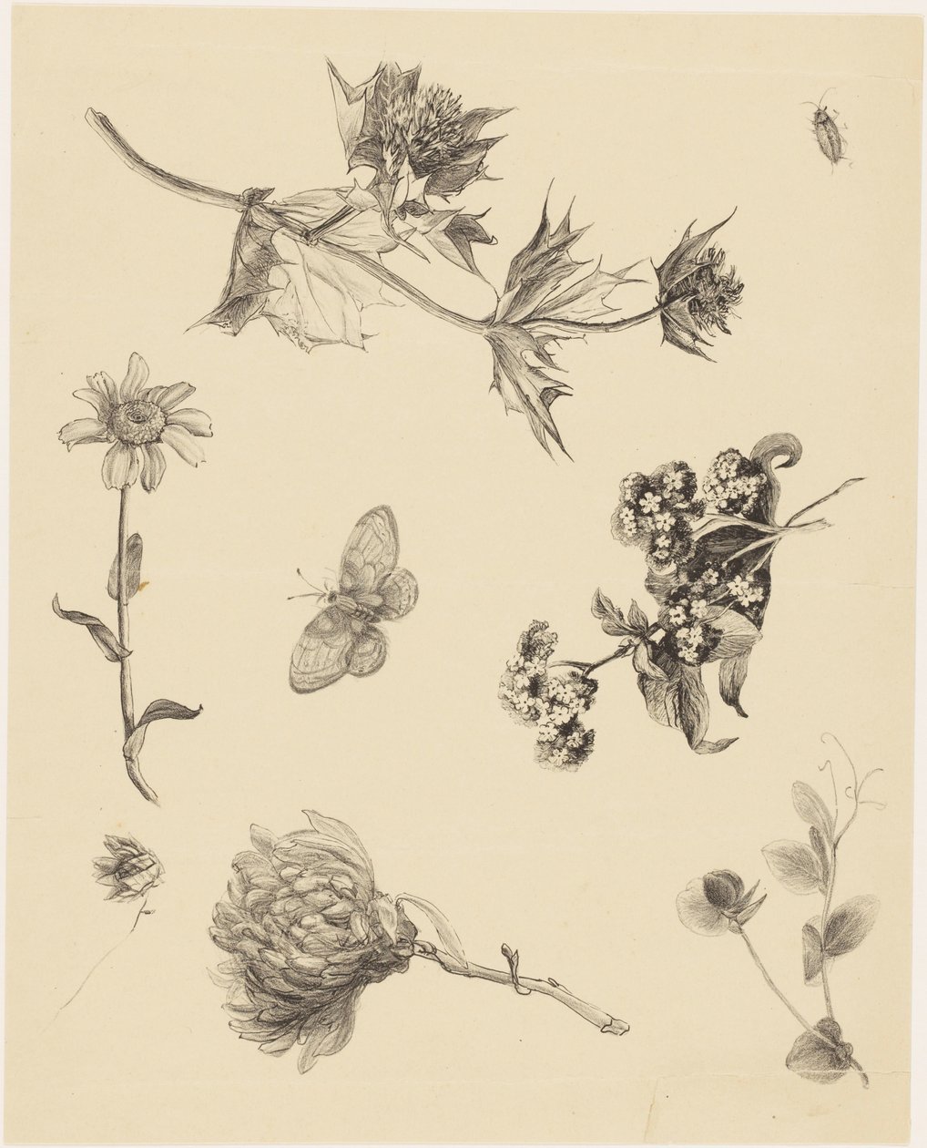 Flores e Folhas de Theo van Hoytema