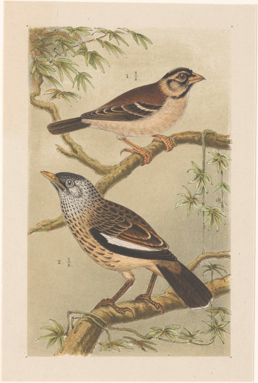 Duas aves em ramos de Theo van Hoytema