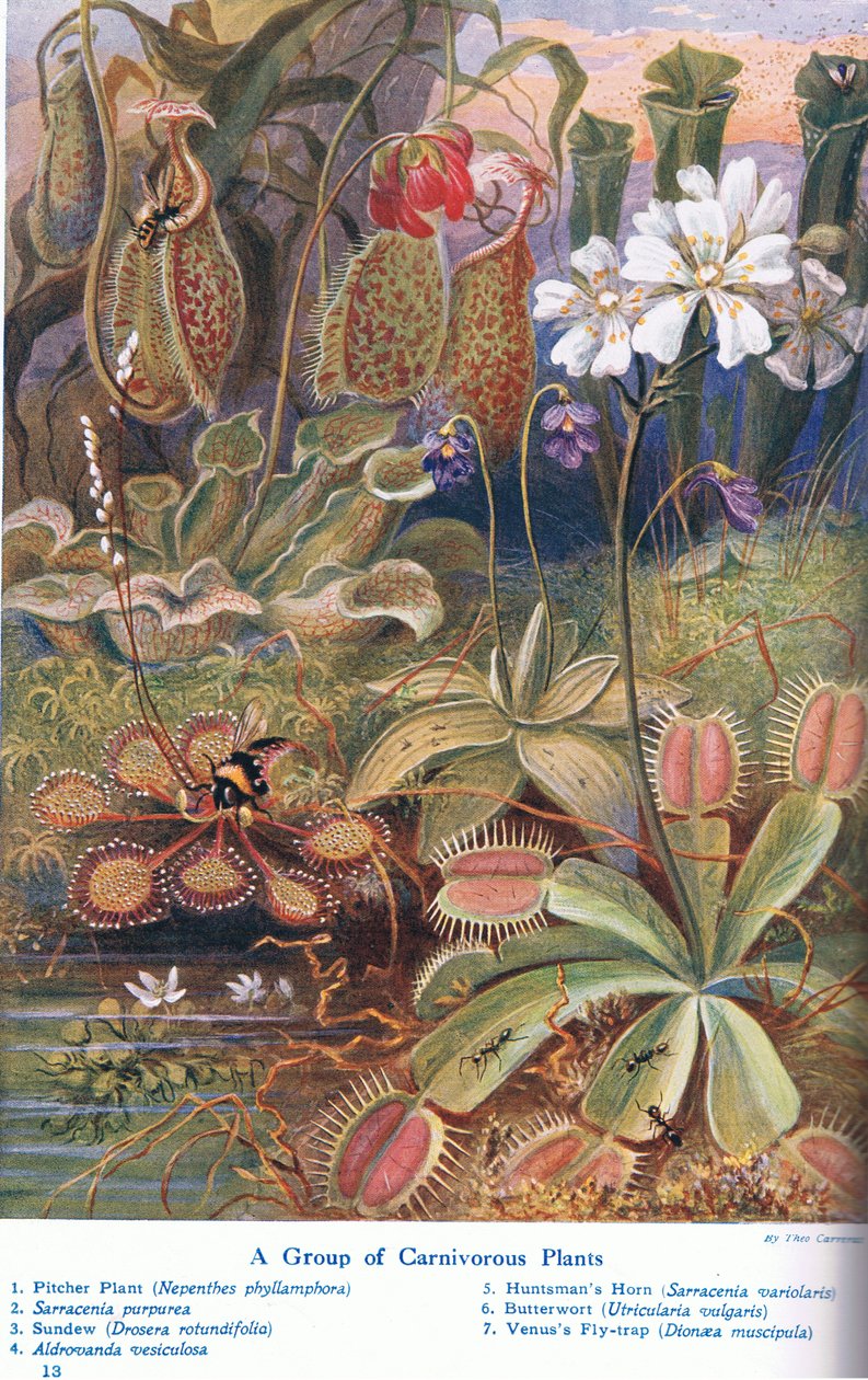 Plantas carnívoras, ilustração de &39;Maravilhas da terra e do mar&39;, publicado por Cassell, Londres, 1914 de Theobald Carreras