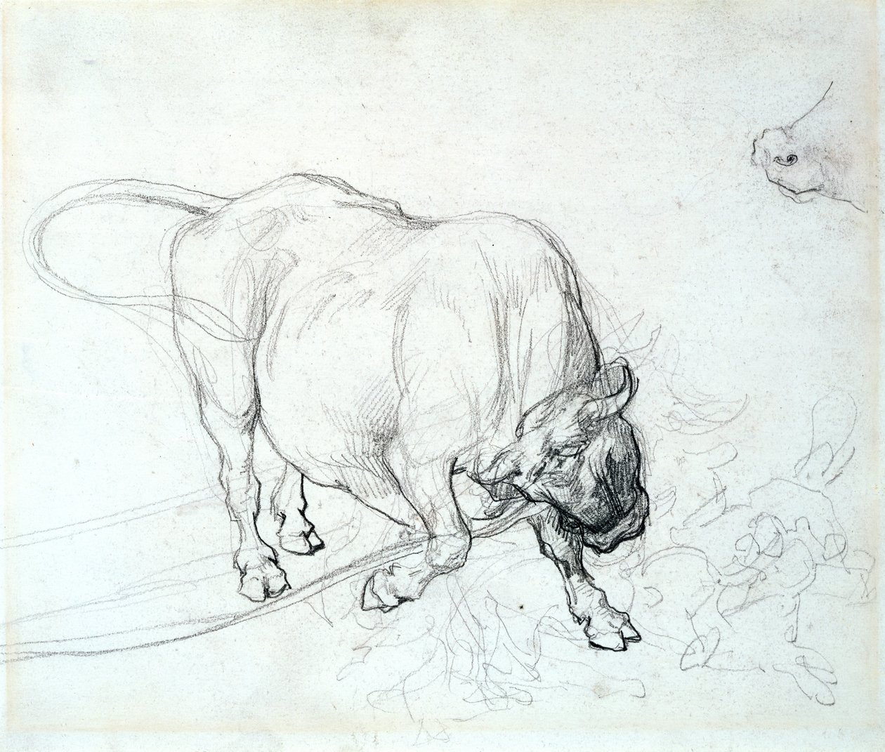 Estudo de um touro de Theodore Gericault