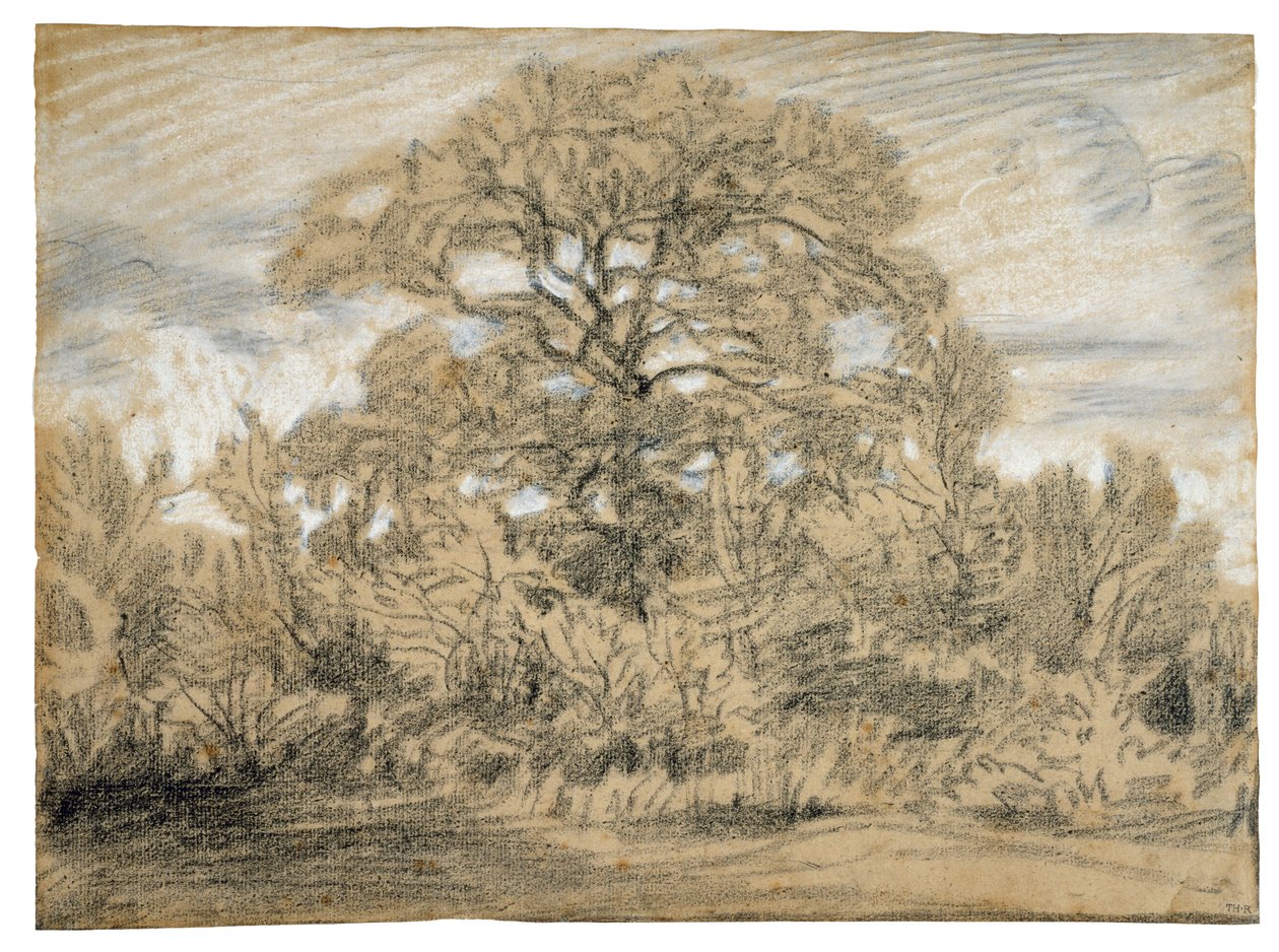 Estudo de um carvalho, c.1862 (giz preto e branco sobre papel) de Pierre Etienne Theodore Rousseau