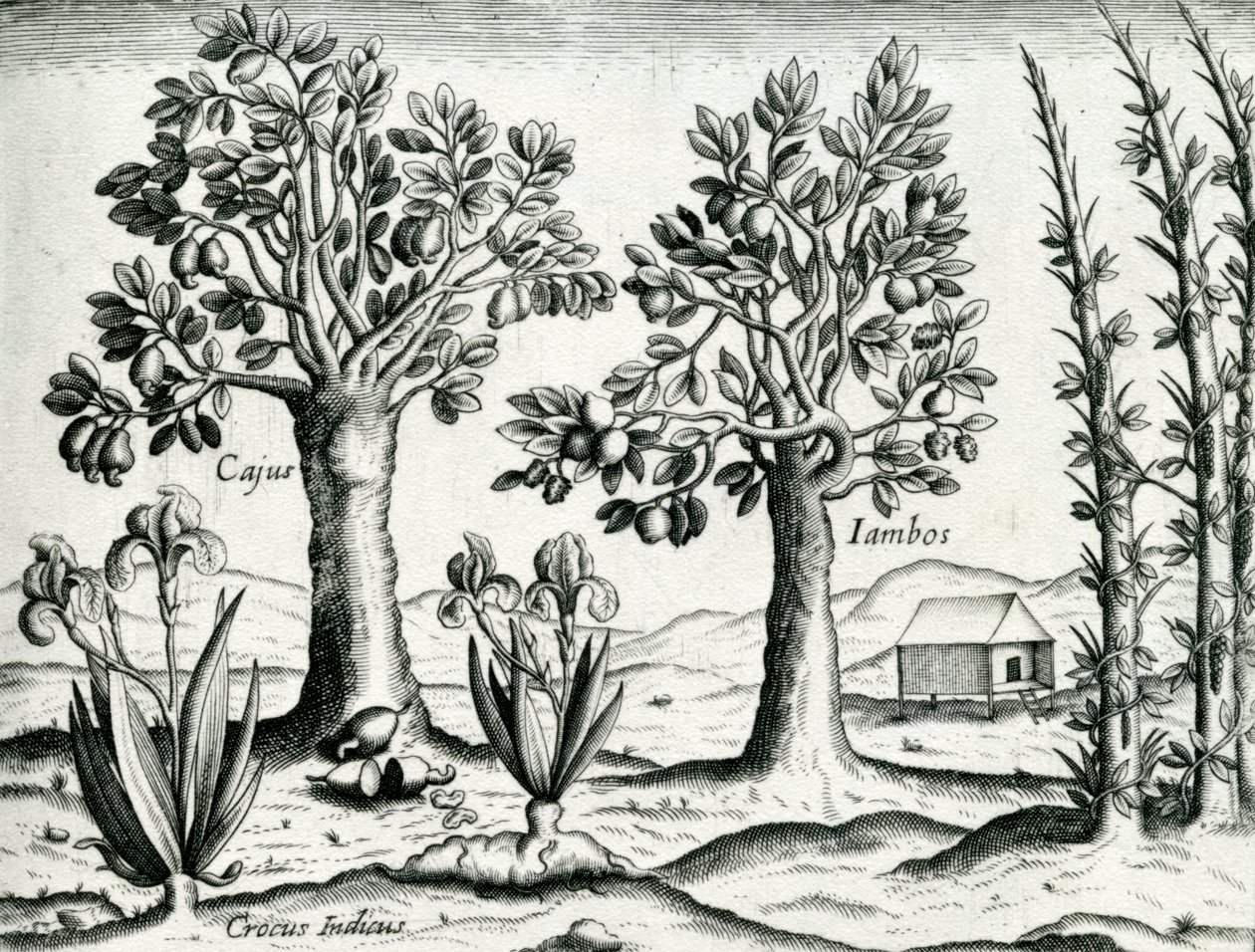 Paisagem, ilustração de &39;India Orientalis&39;, 1598 de Theodore de Bry