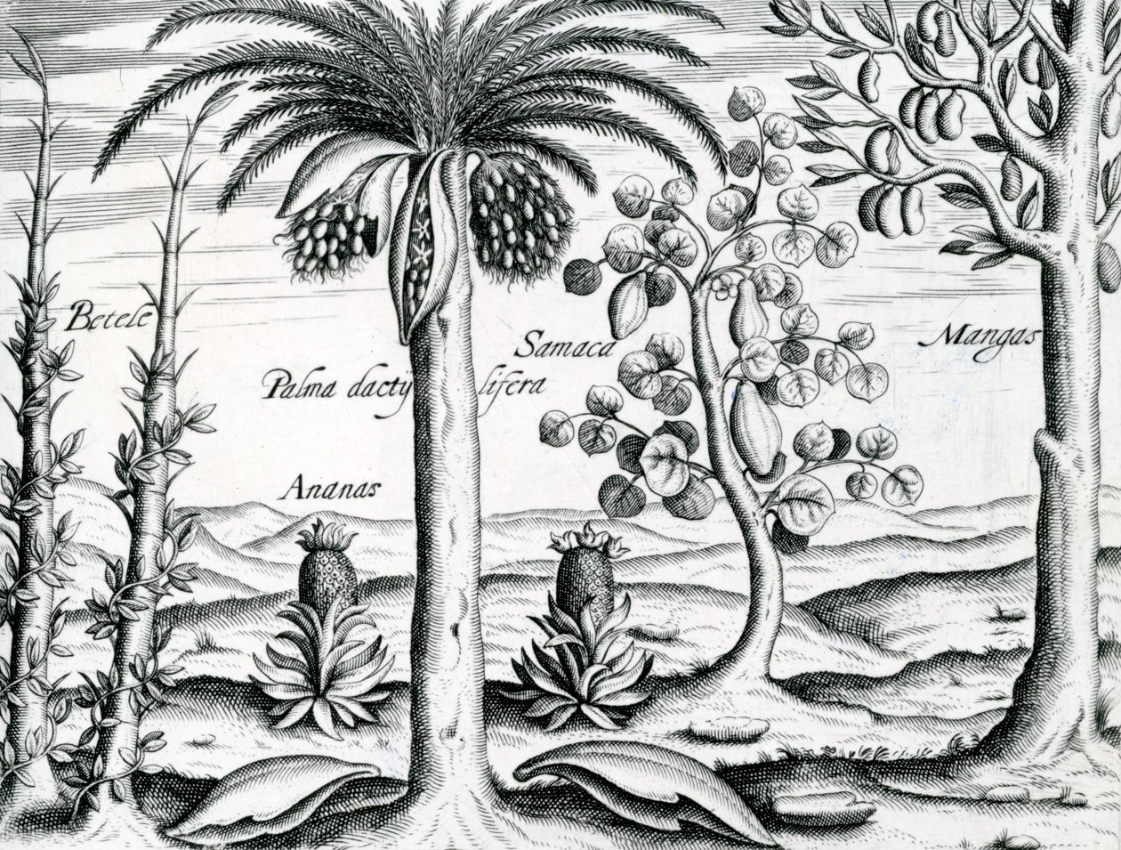 Paisagem, ilustração de &39;India Orientalis&39;, 1598 de Theodore de Bry