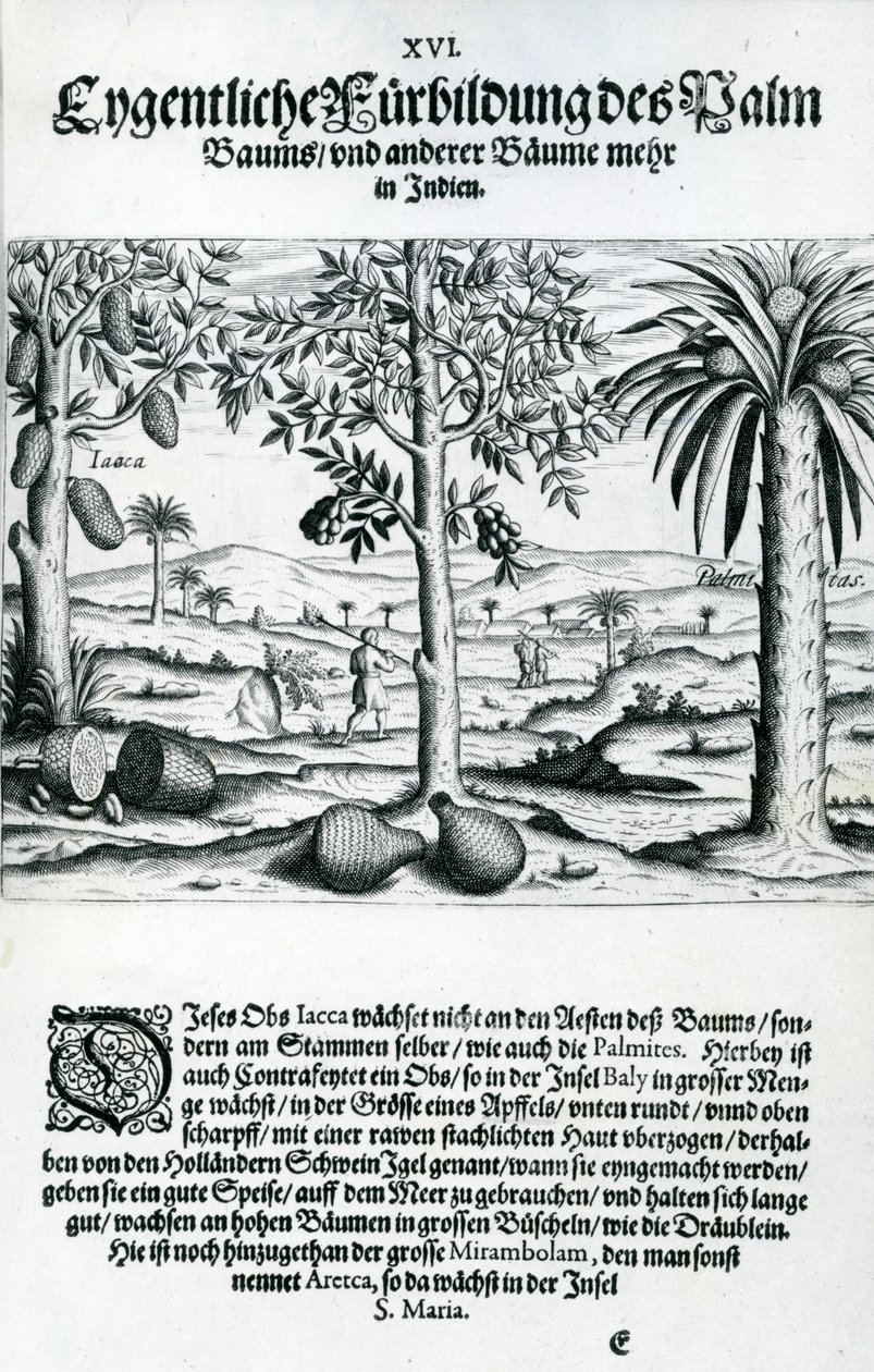 Paisagem, ilustração de &39;India Orientalis&39;, 1598 de Theodore de Bry