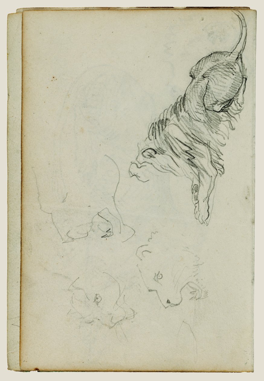 Quatro estudos de leões de Theodore Gericault