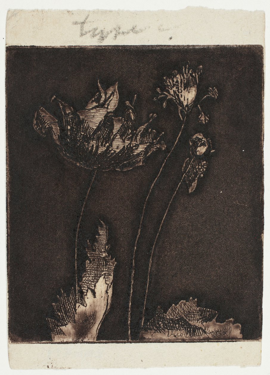 Últimas papoulas de Theodore Roussel