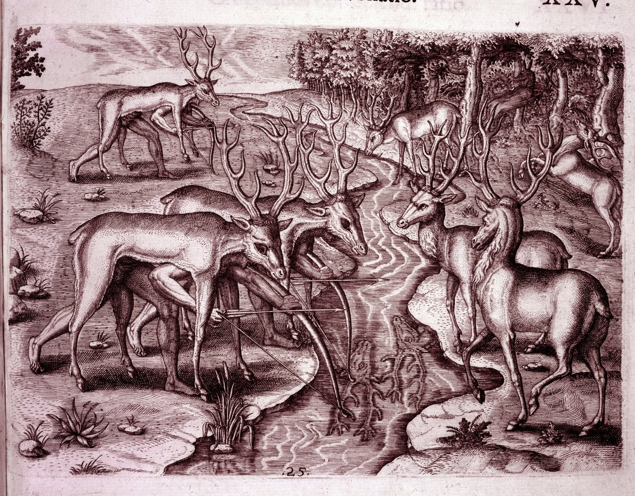 Índios usando peles de cervos para caçar outros cervos (Gravura de Theodore de Bry