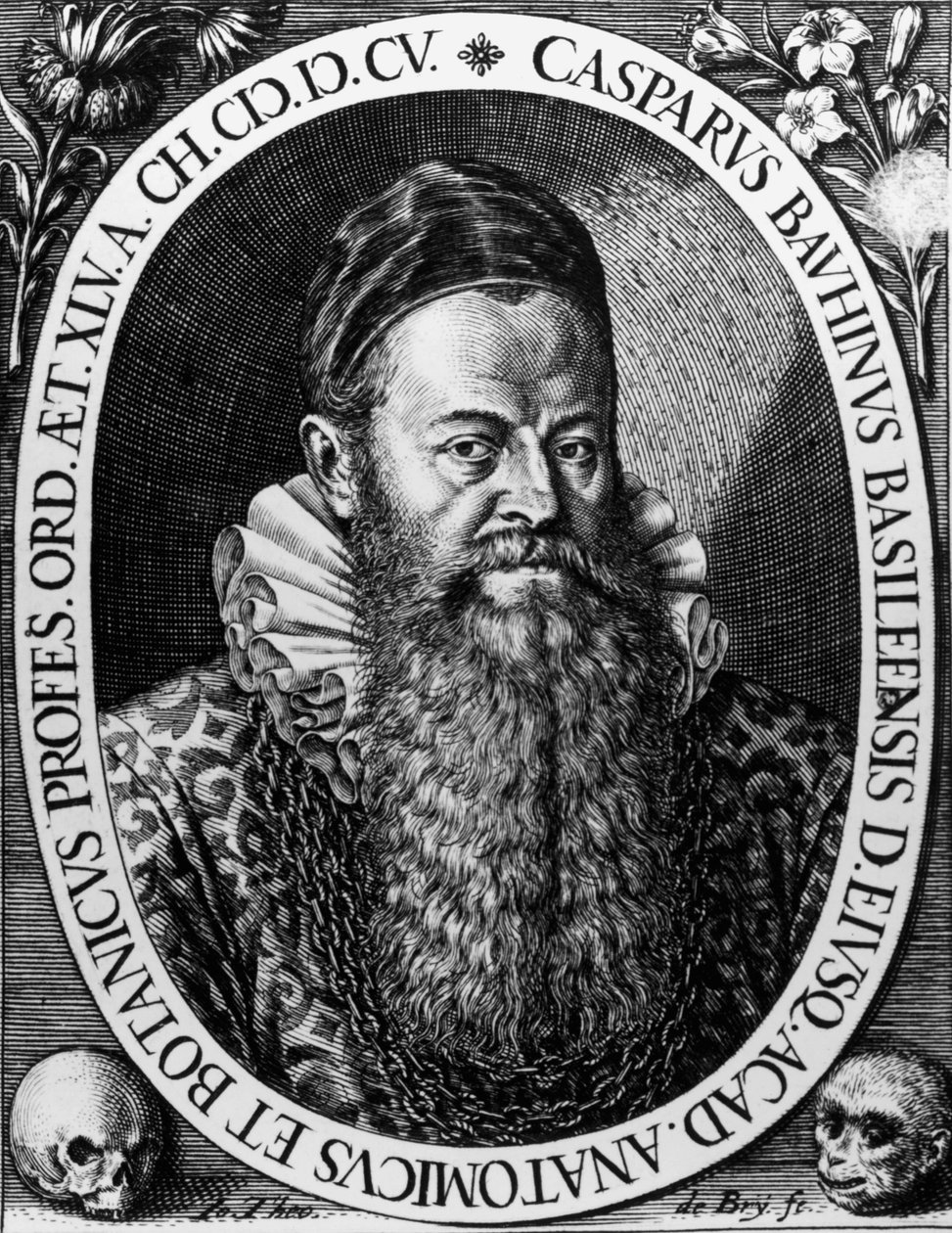 Retrato de Gaspard BAUHIN (1560-1624) Gravura de Botânico Suíço por Theodore de Bry de Theodore de Bry