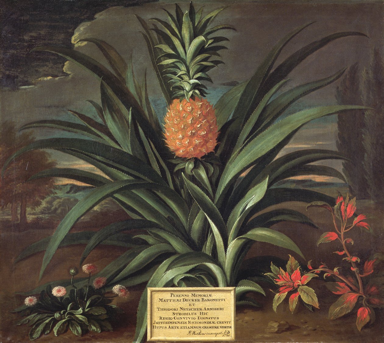 Abacaxi cultivado no jardim de Sir Matthew Decker, Richmond, Surrey, 1720 de Theodorus Netscher