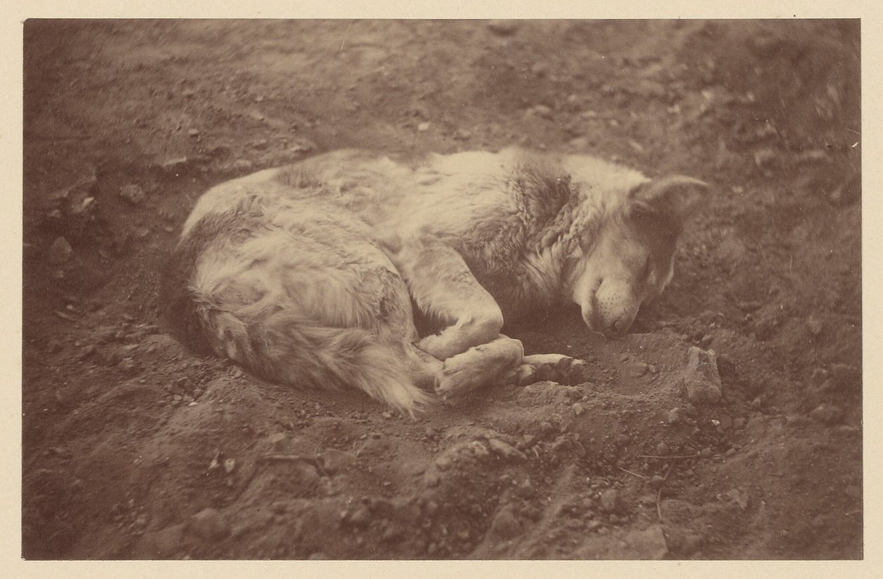 [Cão adormecido]. de Théodule Devéria