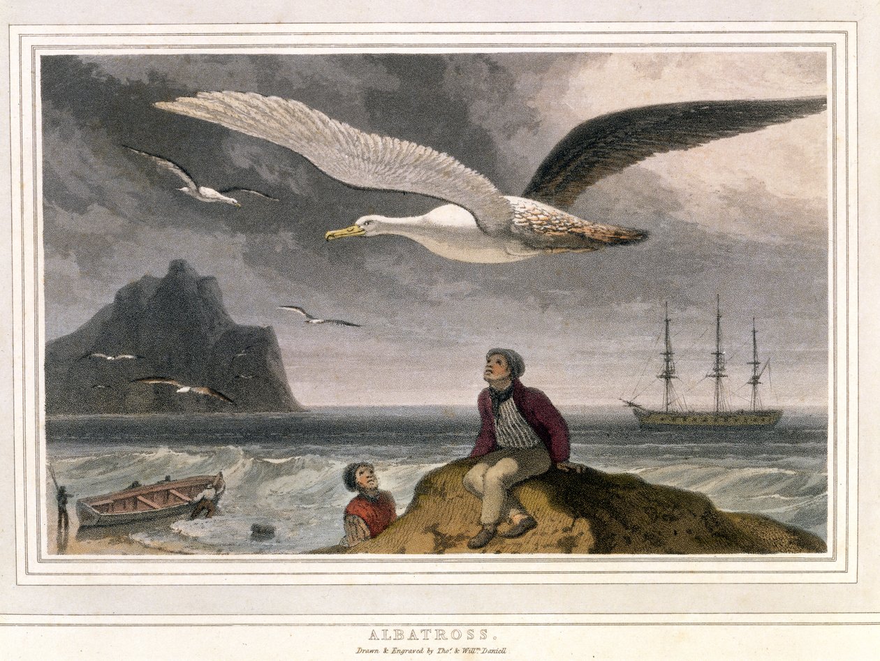 Albatroz, pub. Londres 1810 (litografia colorida) de Thomas und William Daniell