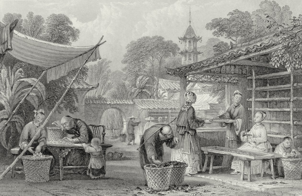 Alimentação de bichos da seda e classificação de casulos, gravada por A. Willmore de Thomas Allom