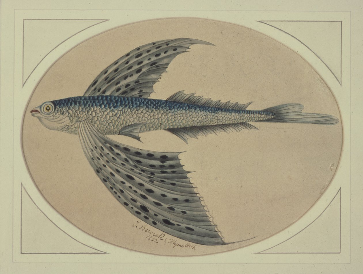 Um peixe voador de Thomas Bewick