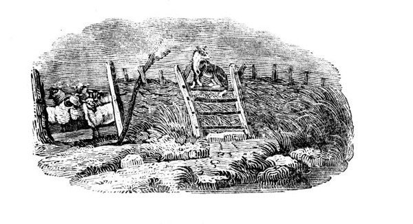 Um cão de ovelha e ovelhas se dobram da história dos pássaros e quadrúpedes britânicos de Thomas Bewick